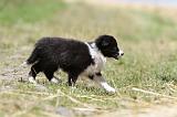 BORDER COLLIE 658